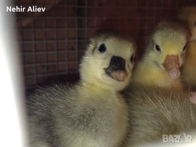 Продавам пилета и гъски, снимка 7 - Патици и гъски - 54177348