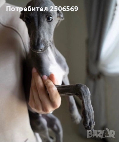 Продавам кученца италианска хрътка, снимка 8 - Хрътка - 52861468