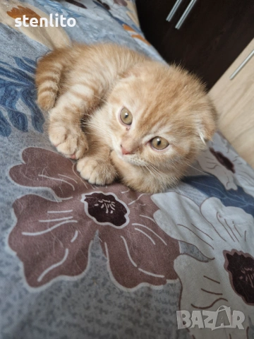 Шотландски клепоухи бебета 