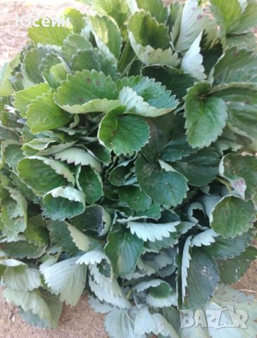 Разсад ягоди,къпини,касис., снимка 7 - Сортови семена и луковици - 27877155