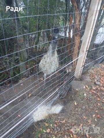 Мъжко ему, снимка 3 - други­ - 51963829