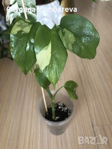 Rhaphidophora Tetrasperma Albo Variegata , снимка 2 - Стайни растения - 55854360