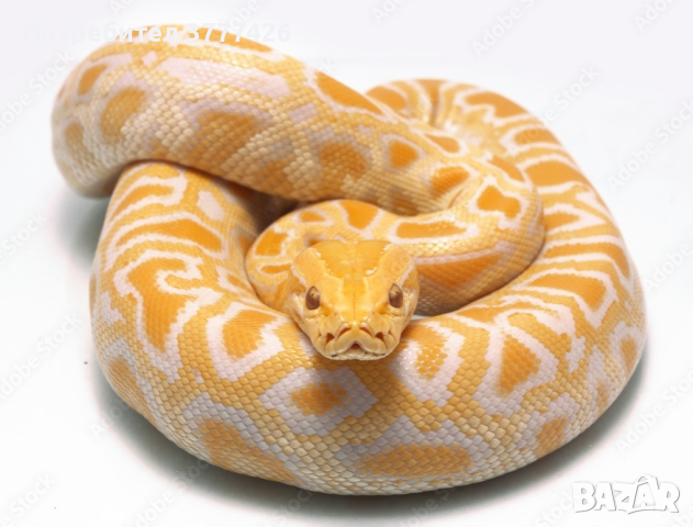Бирмански Питон Албинос, снимка 1 - Змии - 44669667