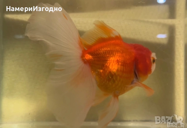 Златна Оранда, снимка 3 - Рибки - 52899052
