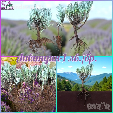 Разсад маслодайни рози, снимка 15 - Градински цветя и растения - 42641069