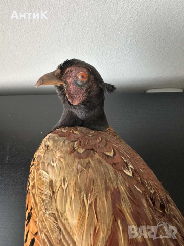 Препариран Фазан , снимка 5 - Други ценни предмети - 51683019