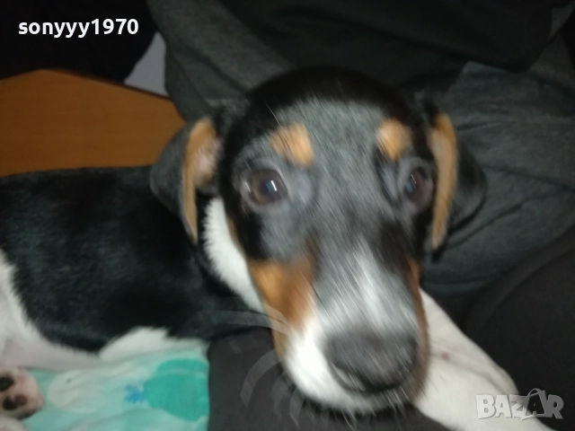 АЗ СЪМ КИКИ ОТ ВИДИН-ДЖАК НА 3 МЕСЕЦА-ВАШЕТО КОЛЕДНО КУТРЕ 3011251706, снимка 8 - Джак ръсел териер - 52594050