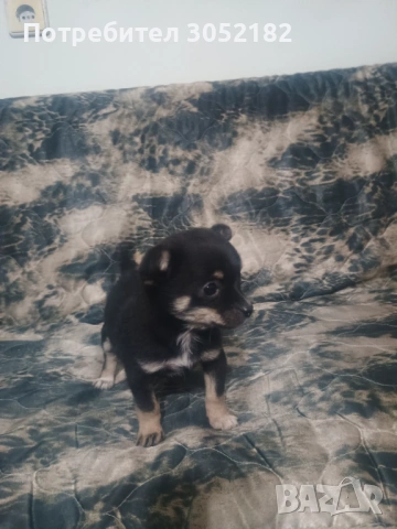 Свободни чухопинчери , снимка 7 - Чихуахуа - 53288956