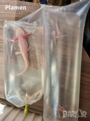 Продавам аксолотл (мексикански амбистоми) бебета и възрастни, снимка 4 - Рибки - 36096524