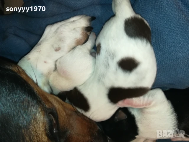 ДЖАК РЪСЕЛ-БЕБЕТА ПО 250ЛВ 1508251800, снимка 7 - Джак ръсел териер - 51378172