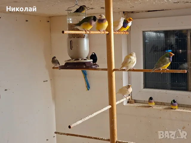 Гулдови Амадини!, снимка 9 - Гълъби - 56230696