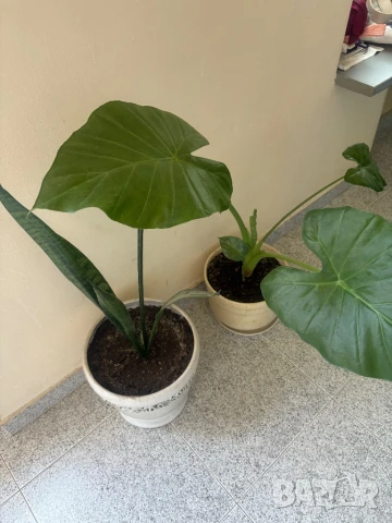 Трилистник, снимка 2 - Стайни растения - 50641933