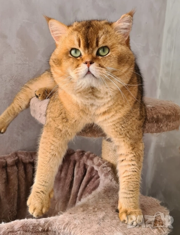 Британско котенце, коте цвят агути, британска котка , снимка 8 - Британска късокосместа - 52563779