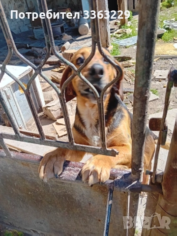 Продавам гонче, снимка 7 - Гонче - 54358672