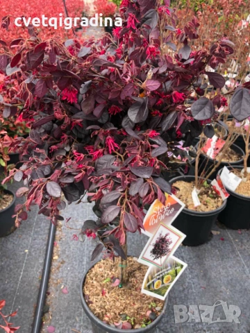 Loropetalum stam 120 см (Лоропеталум)