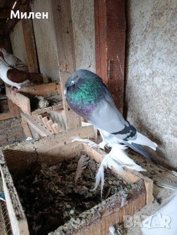 Млади Померания 24,25 година , снимка 2 - Гълъби - 53177160