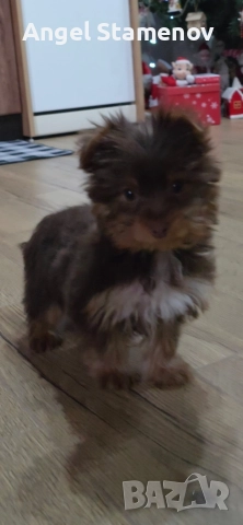 Йорки бивер мини шоколадово момченце!, снимка 9 - Йоркширски териер - 52827229