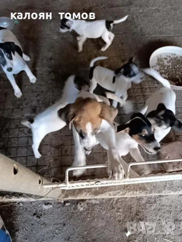 куче 🐕 Джак Ръсел , снимка 13 - Джак ръсел териер - 55622524