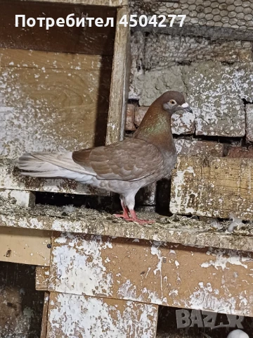 Свободни гълъби, снимка 5 - Гълъби - 50677179
