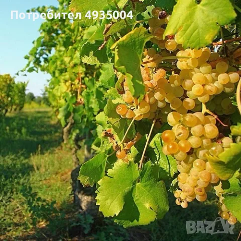 Грозде мускат отонел, снимка 3 - Други - 55882231
