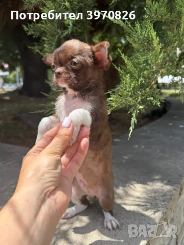 Идеално Момче Чихуахуа , снимка 5 - Чихуахуа - 50747156