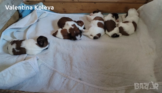 Малки кученца порода Ши Тцу 