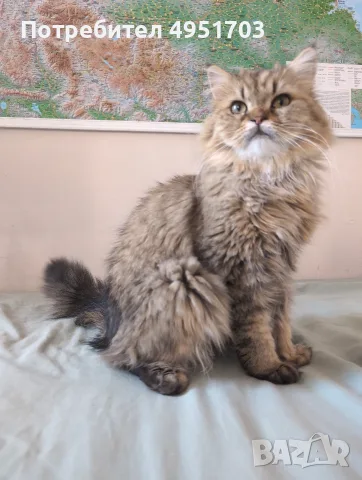 Мъжки котарак за Разплод, снимка 4 - Други - 56121000