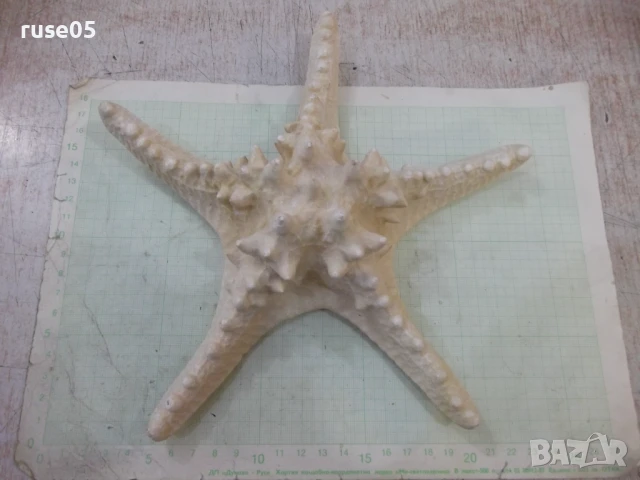 Звезда морска - 6