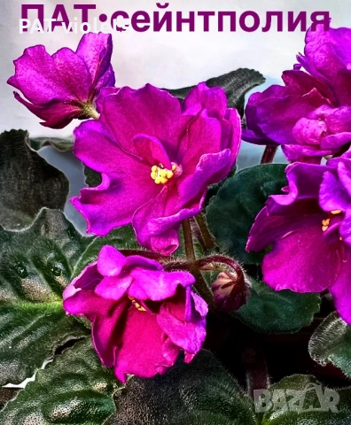 Saintpaulia Сейнтполия Сентполия African Violet Aфриканска теменужка стайна теменужка Фiалка цветя, снимка 18 - Стайни растения - 50025772