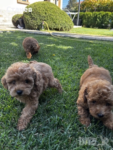 Мини пудели / Mini Poodles, снимка 11 - Пудели - 56439896
