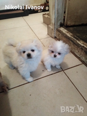 Пекинезчета чисто бели мъжки , снимка 7 - Пекинез - 54308013