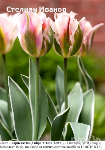 СОРТОВИ ЛАЛЕТА – ЛУКОВИЦИ - част 2, снимка 2 - Сортови семена и луковици - 52372863