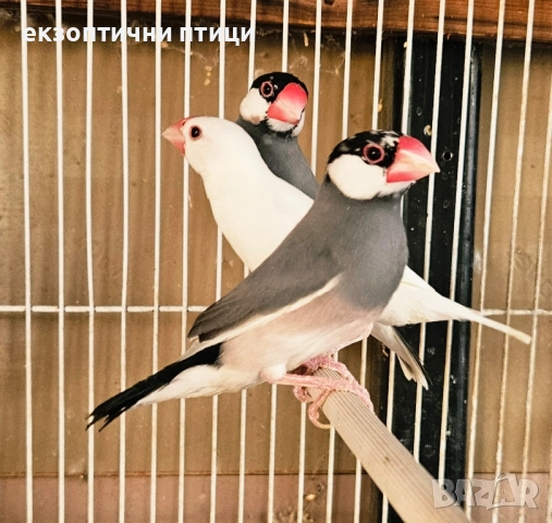 Продавам Оризарки , снимка 1