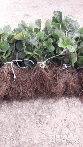 продавам разсад ягоди, снимка 8 - Сортови семена и луковици - 34210388