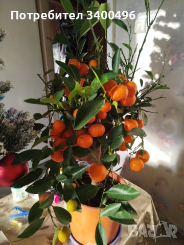 Мандарина в саксия, снимка 2 - Градински цветя и растения - 52799662