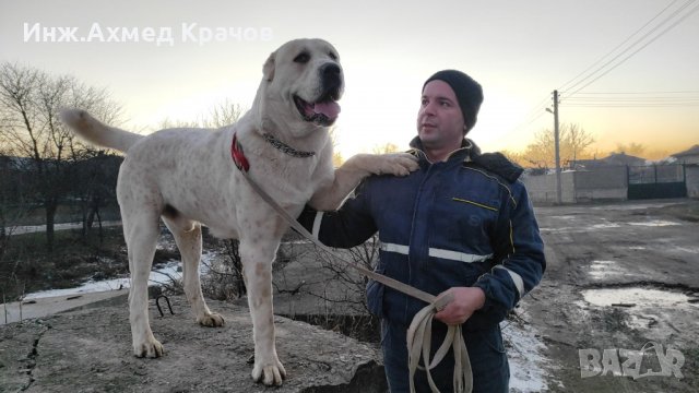 Алабай за разплод, снимка 5 - Алабай - 34957358