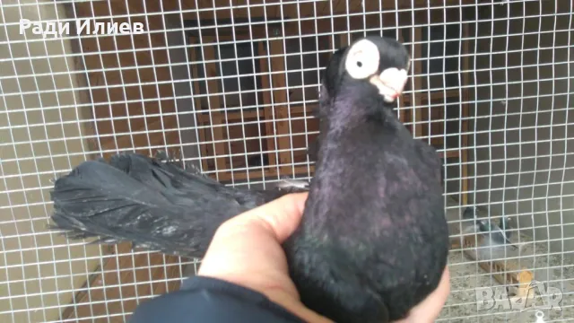 Плевенски гълъби за ценители, снимка 1