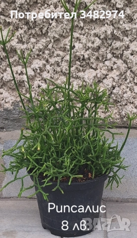 Предлагам стайни растения, снимка 11 - Стайни растения - 52260638