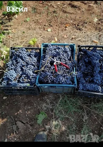 Грозде мерло за вино , снимка 2 - Други стоки за дома - 55989651
