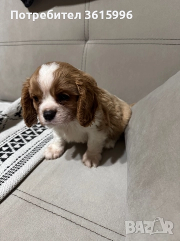Кавалер Кинг Чарлз шпаньол, снимка 3 - Кавалер кинг чарлз шпаньол - 52387851