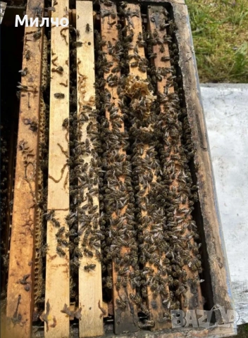 Пчелни отводки 2026