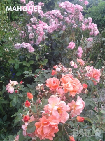 ЦВЕТЯ ЗА БУКЕТИ - 4 вида, снимка 3 - Градински цветя и растения - 46126442