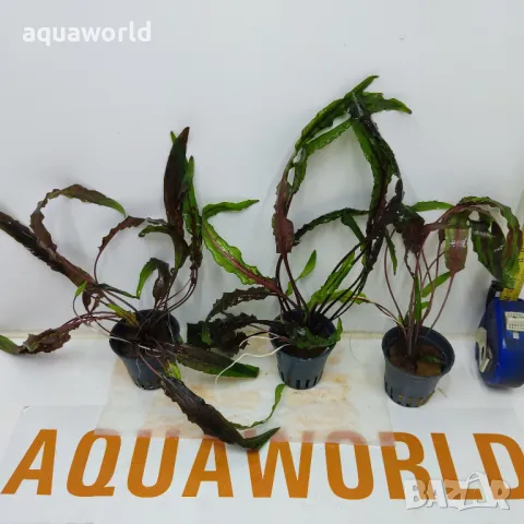 "ПРОМОЦИЯ" Криптокорина – Cryptocoryne undulata "Broad Leaf", снимка 2 - Оборудване за аквариуми - 50425974