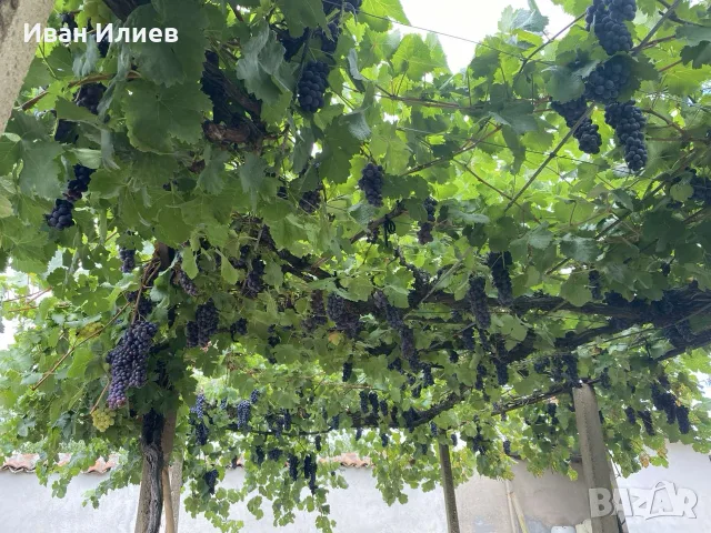 Грозде букет за вино и ракия