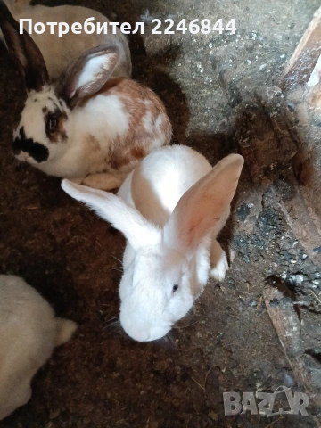 продавам зайци на възраст 5 до 6 месеца