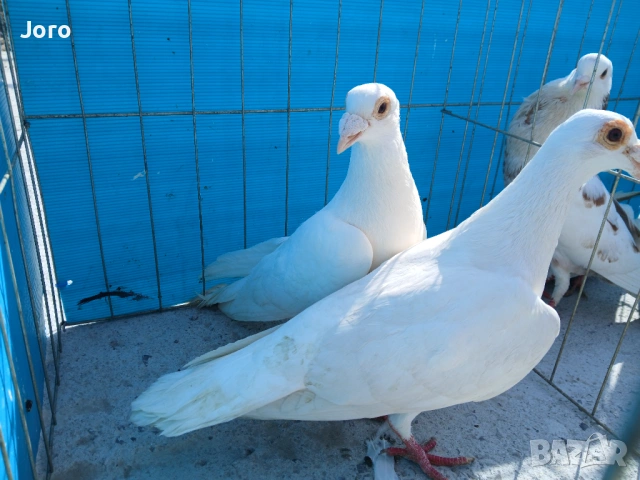 Пощенски гълъби, снимка 2 - Гълъби - 53936863
