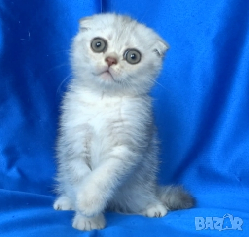 Клепоухо късокосместо - с зелени очи, снимка 4 - Британска късокосместа - 52373949