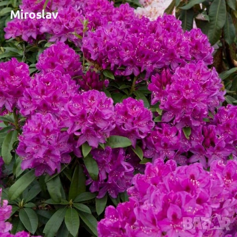 Рододендрон-(Налични 6 цвята), снимка 5 - Градински цветя и растения - 53878434