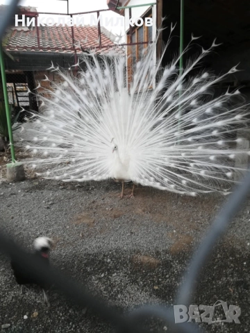 Пауни, снимка 2 - други­ - 52771257