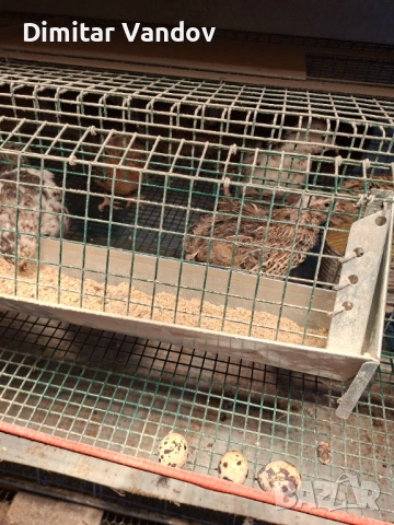 Пъдпъдъчи яйца Винаги пресни, снимка 4 - Кокошки и пуйки - 53235154